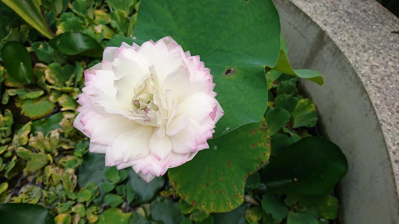 Garden Hostel Minxiong Zewnętrze zdjęcie